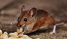 24 Hour & Emergency Exterminators in Westland, MI